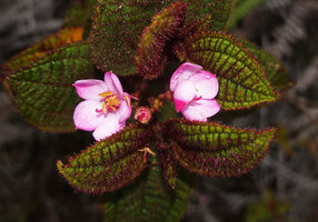 Poikilogyne arfakensis, compact form, two flowers at anthesis, Anggi Lakes, Arfak Mts, West Papua