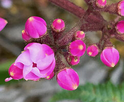 Poikilogyne arfakensis, loose form, flowers at early anthesis exhibiting their contorted aestivation, Anggi Lakes, Arfak Mts, West Papua