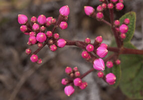 Poikilogyne arfakensis, loose form, intense pink flower buds with yellow mucronate petals, Anggi Lakes, Arfak Mts, West Papua