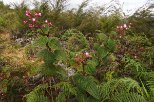 Poikilogyne arfakensis, the loose form in Pteridium and Baeckea savanna, Anggi Lakes, Arfak Mts, West Papua