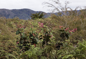 Poikilogyne arfakensis, the loose form profusely flowering with long lax inflorescences, Anggi Lakes, Arfak Mts, West Papua