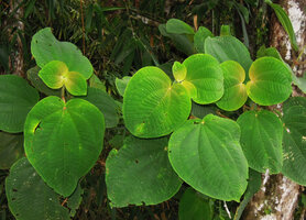 Poikilogyne cf. multiflora, leaves, Varirata NP, Papua New Guinea