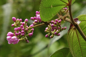 Poikilogyne cordifolia, flowers, Tari, 2000 m asl, Hela, Papua New Guinea
