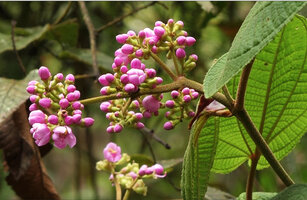 Poikilogyne cordifolia, terminal paniculate inflorescence, Tari, 2000 m asl, Hela, Papua New Guinea
