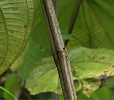 Poikilogyne parviflora, almost square, deeply canaliculate stem, Mokwam, 400 m asl, Manokwari, West Papua