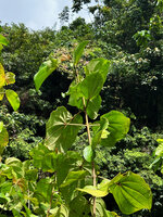 Poikilogyne parviflora, erect leafy canaliculate stem with terminal paniculate inflorescence, Mokwam, 400 m asl, Manokwari, West Papua