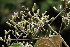 Poikilogyne parviflora, flower buds and one flower at anthesis, Mokwam, 400 m asl, Manokwari, West Papua