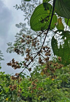 Poikilogyne parviflora, old infructescence with dry capsules open like flowers, Mokwam, 400 m asl, Manokwari, West Papua