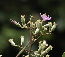 Poikilogyne parviflora, small flower at anthesis, sepals persisting at the top of the long hypanthium, Mokwam, 400 m asl, Manokwari, West Papua