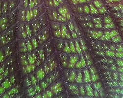 Poikilogyne parviflora, young plant in a shaded forest edge, adaxial leaf with translucent hairs surrounded by a bright white small patch at the base, Mokwam, 400 m asl, Manokwari, West Papua