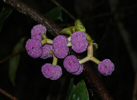 Poikilospermum suaveolens, mature infructescences, Poring, 500 m asl, Kinabalu NP, Sabah, Borneo