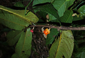 Polyalthia insignis, leafy branch with flower and fruit, Danum Valley, Sabah, Borneo.