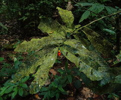 Polyalthia insignis, plagiotropic branch with very old leaves totally covered by epiphyllous Algae and Bryophytes, ending in a flower, Danum Valley, Sabah, Borneo.