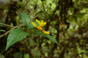Polygala arillata, flowering shrub in forest understory, Doi Inthanon, Thailand