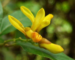 Polygala arillata, flower with the erect anther like extremity of the fringed petal, Doi Inthanon, Thailand