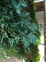 Polypodium aureum Glaucum thriving on the Green Columns at Robinsons, Festival City, Dubai