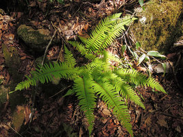 Polystichum tripteron, Yamaguchi, Japan