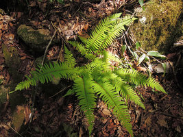 Polystichum tripteron, Yamaguchi, Japan