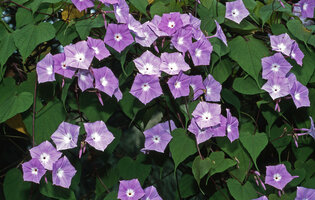 Dinetus (syn. Porana) grandiflorus, Darjeeling, India