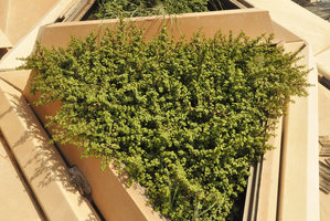 Portulacaria afra, KAFD Conference Center, Riyadh, Saudi Arabia