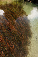 Potamogeton solomonensis as a rheophyte, Umasant river, Ruaniu, Guadalcanal, Solomon Islands