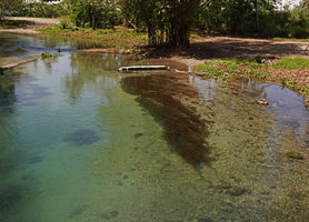 Potamogeton solomonensis in Umasant river, Ruaniu, Guadalcanal, Solomon Islands