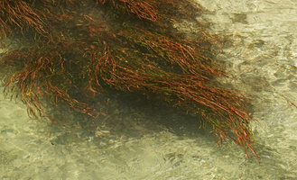 Potamogeton solomonensis, stems and leaves undulating in rheophytic habitat, Umasant river, Ruaniu, Guadalcanal, Solomon Islands