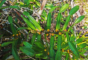 Pothos scandens, flowering stem with synchronous inflorescences, Manambato, Canal des Pangalanes, Madagascar