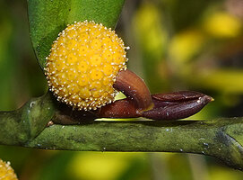 Pothos scandens, purple spathe and backward yellow recurved spadix with flowers at male anthesis, Manambato, Canal des Pangalanes, Madagascar
