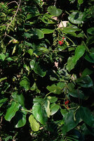 Pothos tener, bright red infructescences, Masihulan, Seram, Moluccas