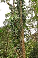 Pothos tener densely covering the host tree, Tenaru Falls, Guadalcanal, Solomon Islands