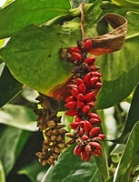 Pothos tener, hanging infructescence with bright red berries and brown dry spathe, Tenaru Falls, Guadalcanal, Solomon Islands