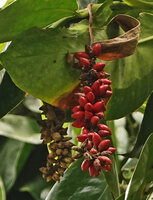 Pothos tener, hanging infructescence with bright red berries and brown dry spathe, Tenaru Falls, Guadalcanal, Solomon Islands