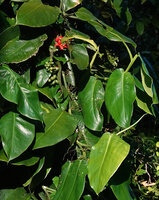 Pothos tener, leaves and maturing infructescences, Masihulan, Seram, Moluccas
