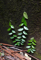 Pothos tener, young plants climbing along a vertical rock, Soya, Ambon, Moluccas