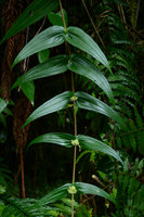 Pouzolzia hirta, decumbant plagiotropic stem, Flores, Indonesia