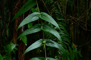 Pouzolzia hirta, decumbant plagiotropic stem, leaf pairs, Flores, Indonesia