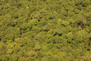 Primary Rainforest canopy exhibiting crown and crownlet shyness of the tree crwns, Langkawi, Malaysia