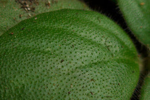 Primulina dryas (syn. Chirita sinensis), each transparent hair acting like an optical fiber with dark green chlorophyll concentration at its base, Victoria Peak, Hong Kong