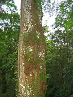 Procris laevigata, epiphytic individuals along a tree trunk, Tengjhih, Taiwan