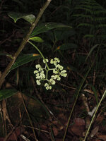 Procris pedunculata, hanging male inflorescence exhibiting pseudo dichotomous branching, Kumul, 2800 m asl, Mount Hagen, Papua New Guinea