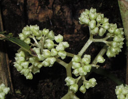 Procris pedunculata, male flowers, Kumul, 2800 m asl, Mount Hagen, Papua New Guinea