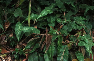 Pronephrium simplex, a form with yellow maculate fronds, Victoria Peak, Hong  Kong 