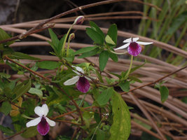 Pseuderanthemum bicolor, flowers, Lagen, El Nido, Palawan, Philippines