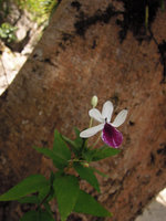 Pseuderanthemum bicolor on sea karst, flower close-up, Lagen, El Nido, Palawan, Philippines