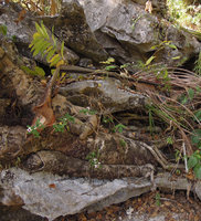 Pseuderanthemum bicolor on sea karst habitat, Lagen, El Nido, Palawan, Philippines