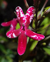 Pseuderanthemum sp. &#039;Splash&#039;, flower, Mbambanga, Solomon Islands