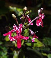 Pseuderanthemum sp. &#039;Splash&#039;, flowers and flower buds, Mbambanga, Solomon Islands