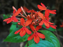 Pseuderanthemum hildebrandtii, flowers at anthesis, East Usambara, 300 m asl, Tanzania