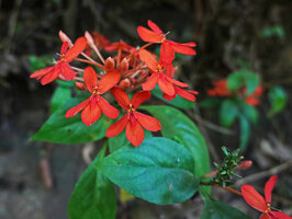Pseuderanthemum hildebrandtii, terminal inflorescence, East Usambara, 300 m asl, Tanzania